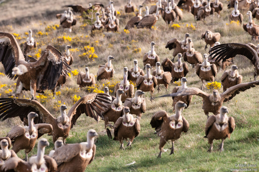 Griffon Vulture, identification, Behaviour