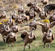 Griffon Vulture