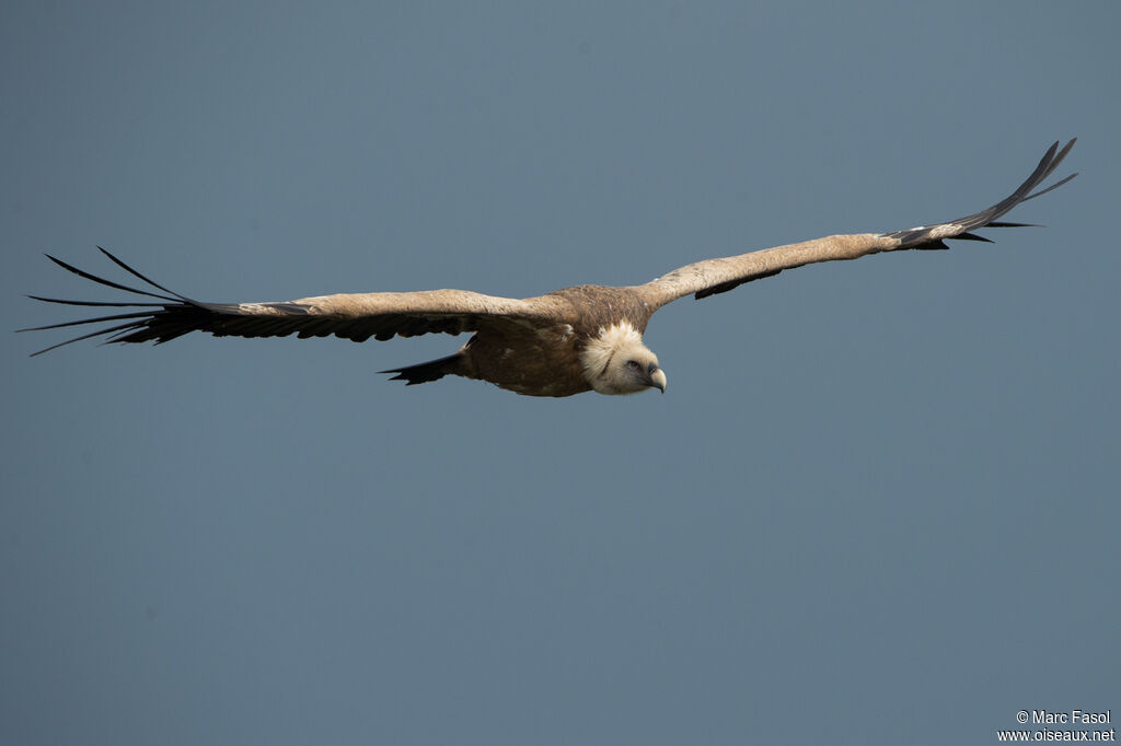 Griffon Vultureadult, Flight