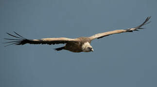 Griffon Vulture