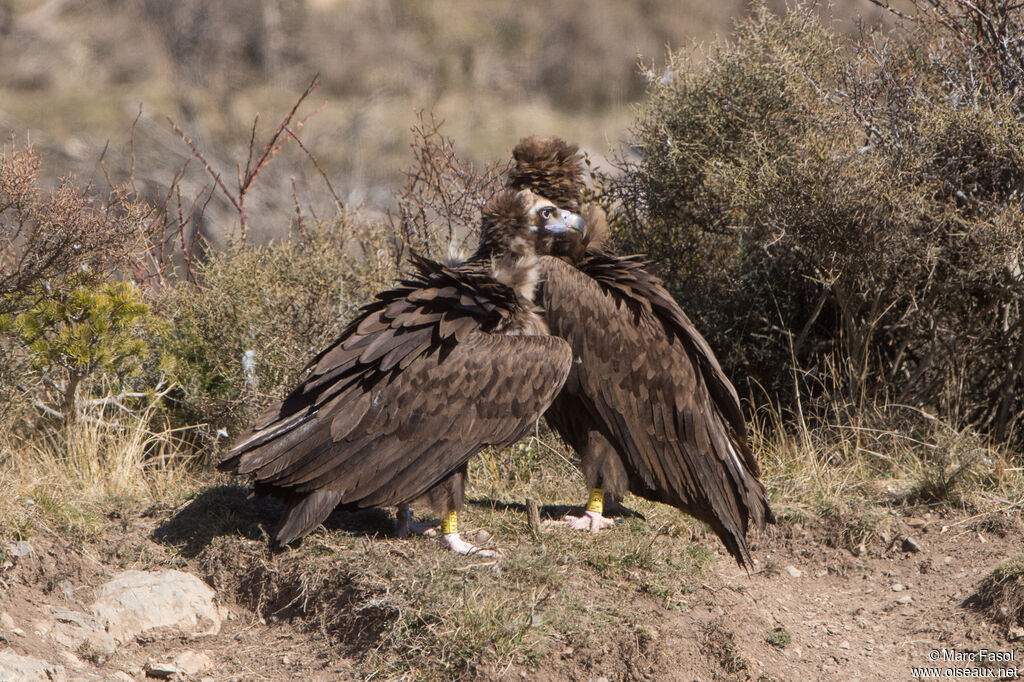 Vautour moineimmature