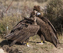 Cinereous Vulture