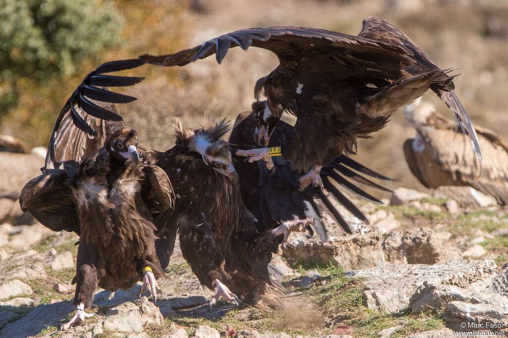 Cinereous Vulturesubadult