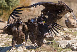 Cinereous Vulture