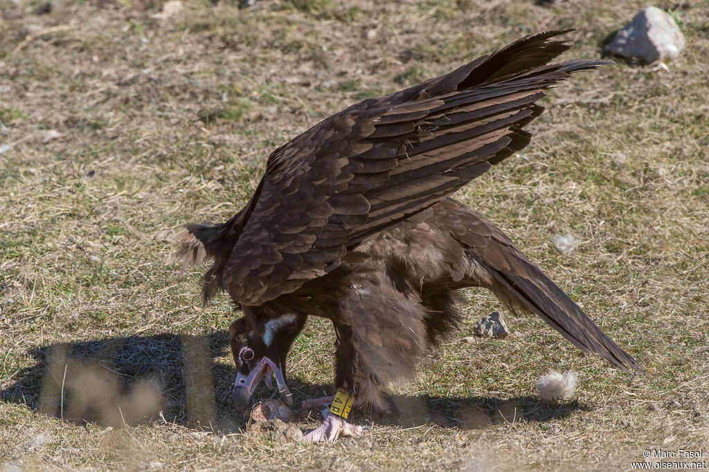 Cinereous Vulturesubadult, identification, eats