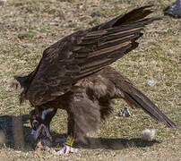 Cinereous Vulture