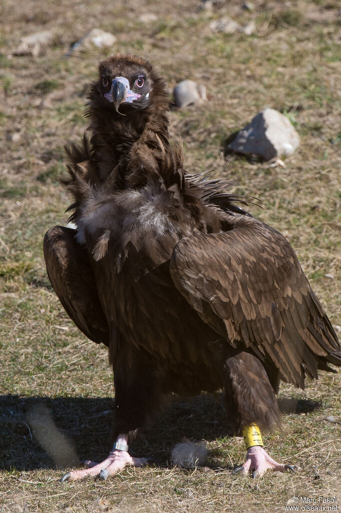 Cinereous Vulturesubadult, close-up portrait