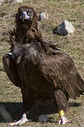 Cinereous Vulture