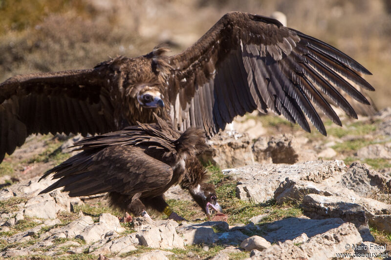 Cinereous Vulture, eats