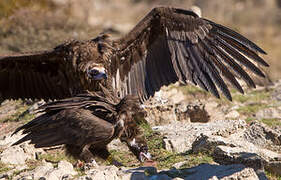 Cinereous Vulture