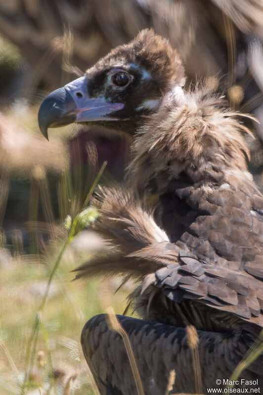 Cinereous Vultureimmature, close-up portrait