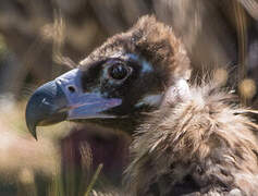 Cinereous Vulture