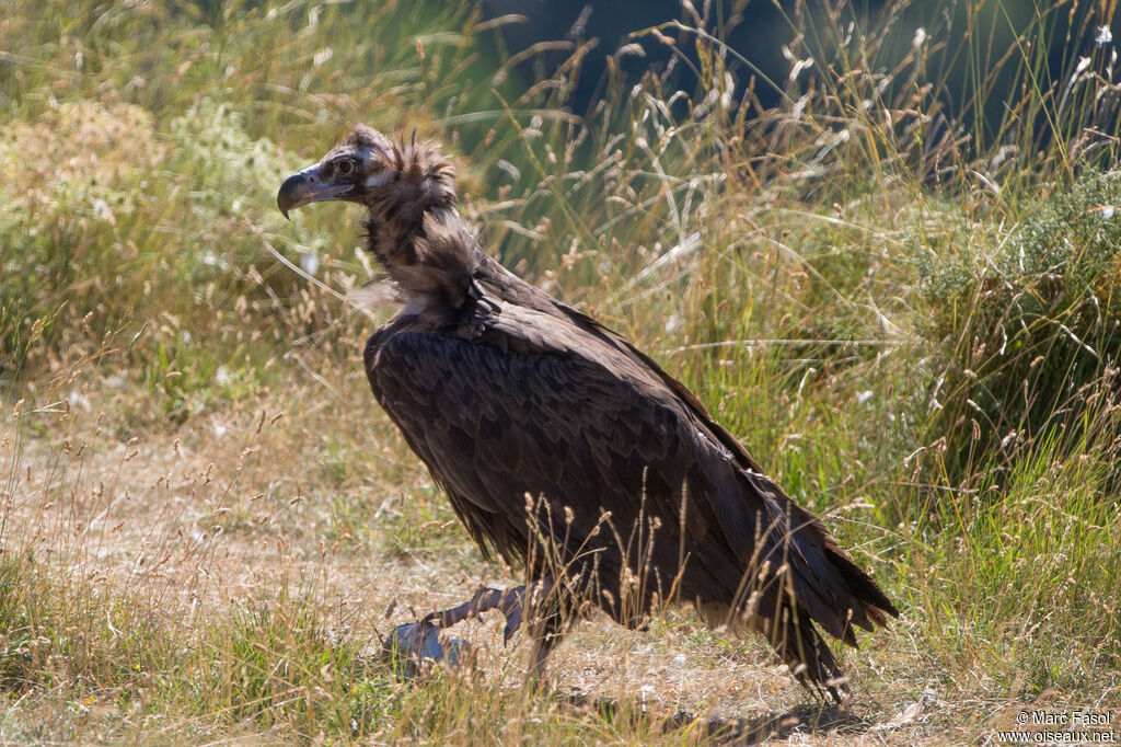 Vautour moineimmature, régime, mange