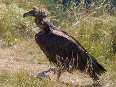 Cinereous Vulture