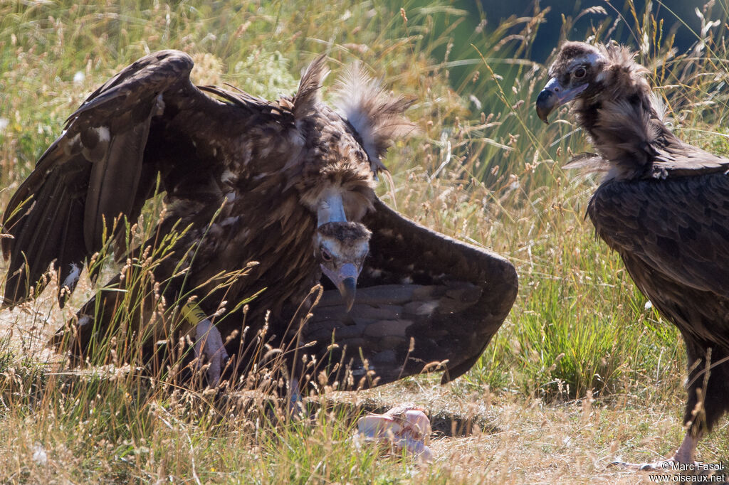 Cinereous Vulture, feeding habits, eats