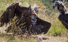 Cinereous Vulture