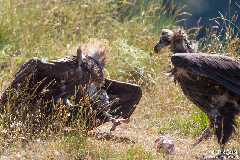 Cinereous Vulture, feeding habits, eats