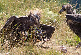 Cinereous Vulture