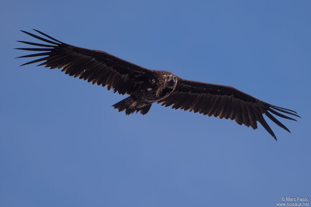 Cinereous Vulture, Flight