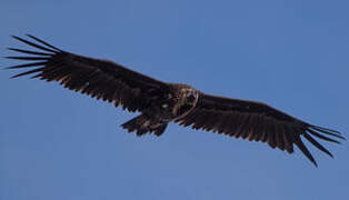 Cinereous Vulture