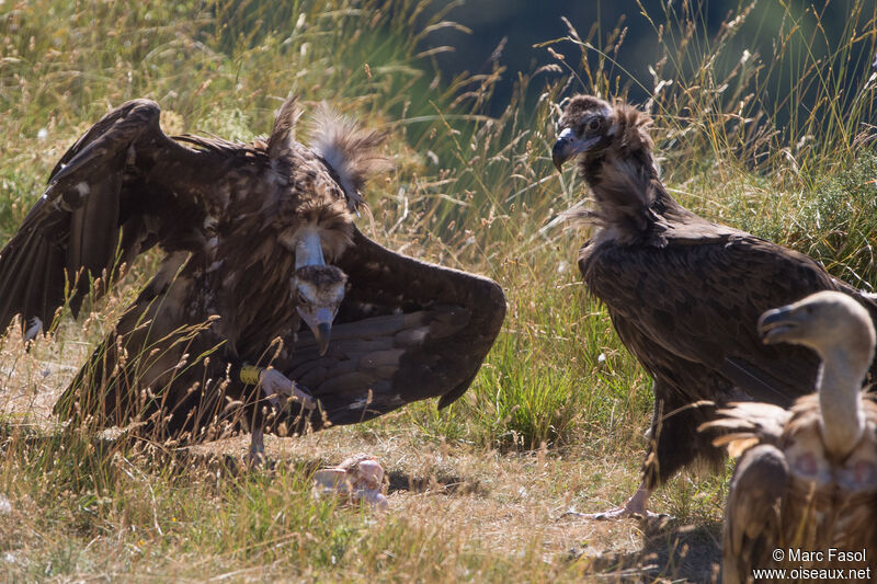 Cinereous Vulture, feeding habits, eats
