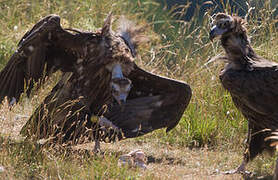 Cinereous Vulture