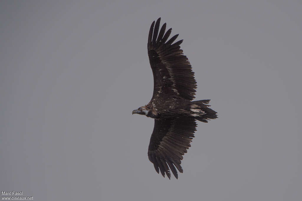 Cinereous Vultureadult, Flight