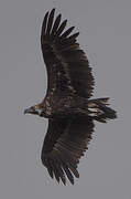 Cinereous Vulture