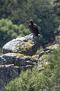 Cinereous Vulture