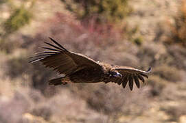 Cinereous Vulture