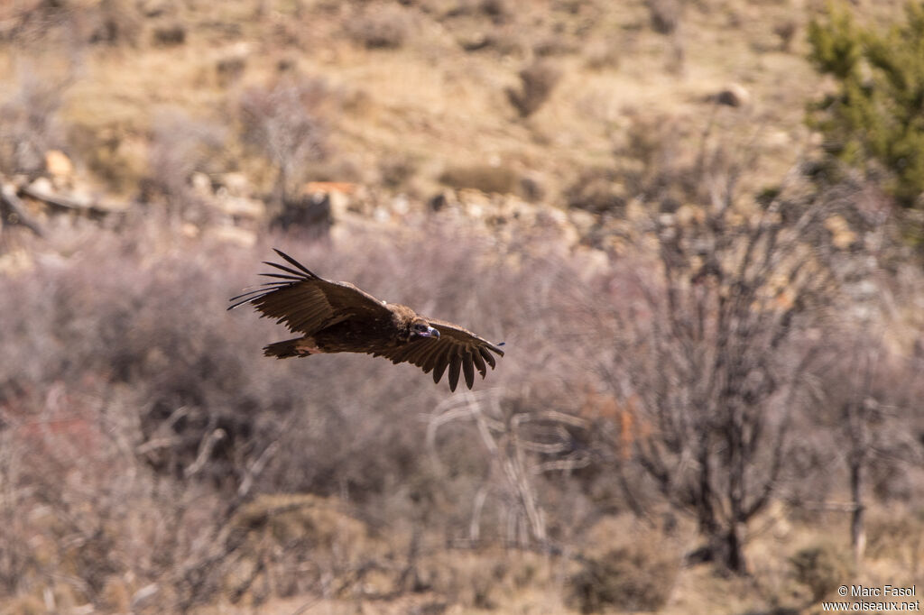 Cinereous Vulturesubadult, Flight