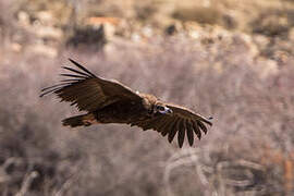 Cinereous Vulture