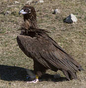 Cinereous Vulture