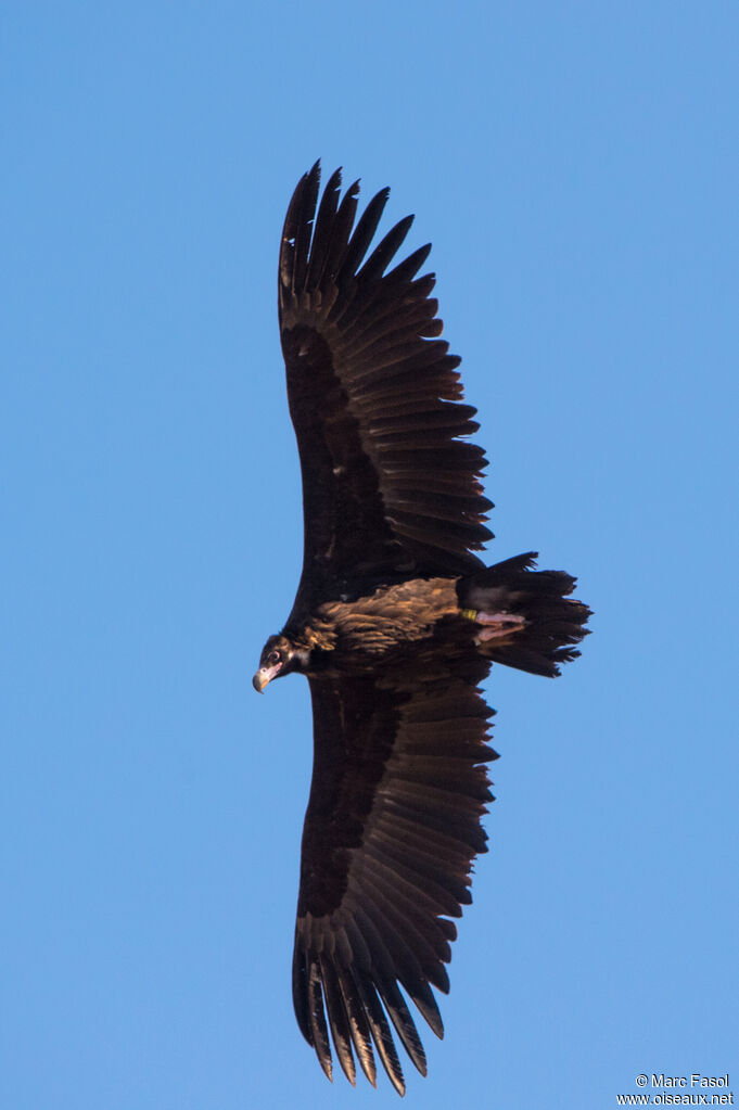 Cinereous Vultureimmature, Flight