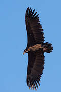 Cinereous Vulture