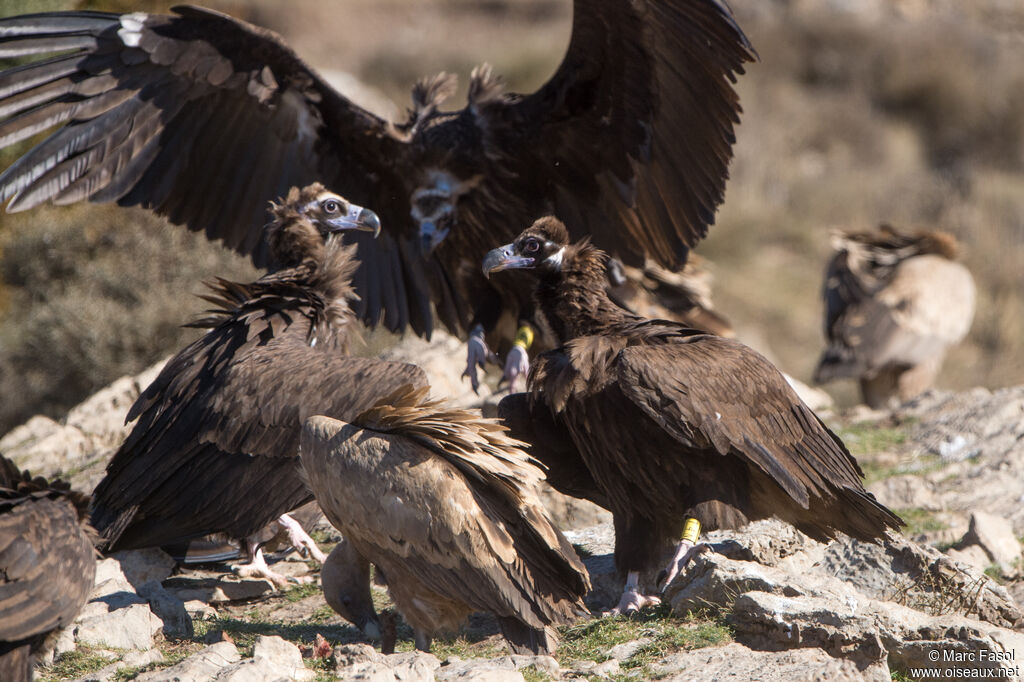 Cinereous Vulture