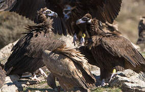 Cinereous Vulture