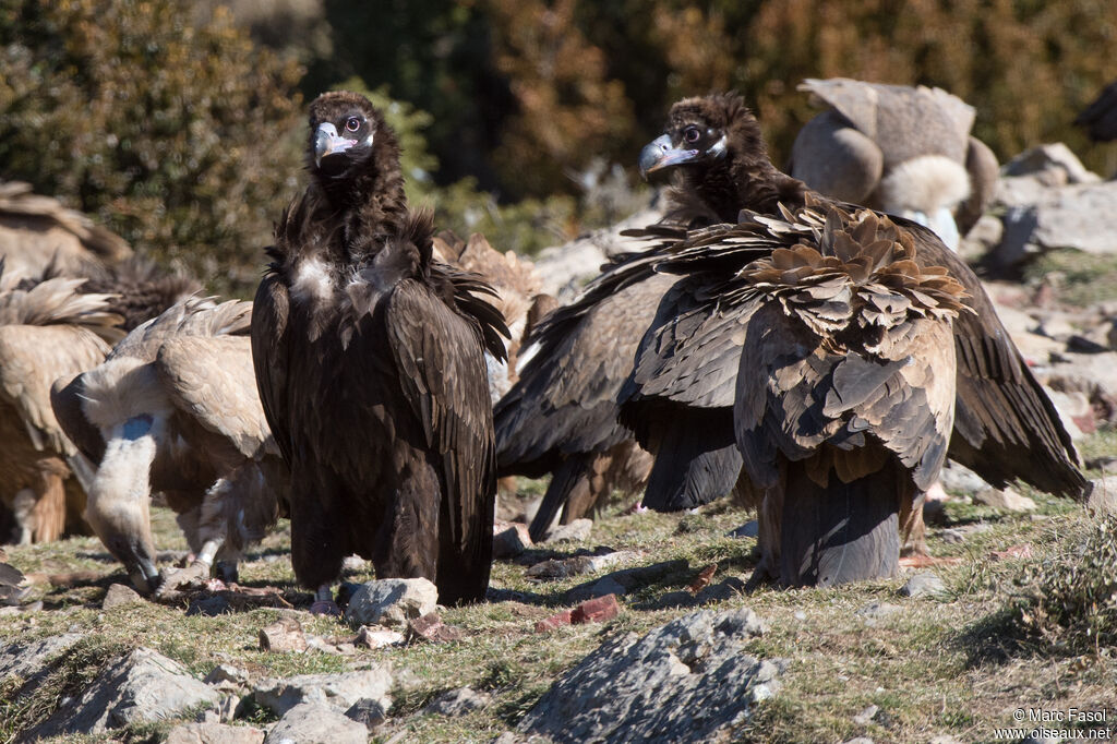 Cinereous Vultureimmature