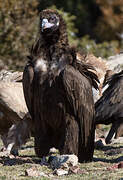 Cinereous Vulture