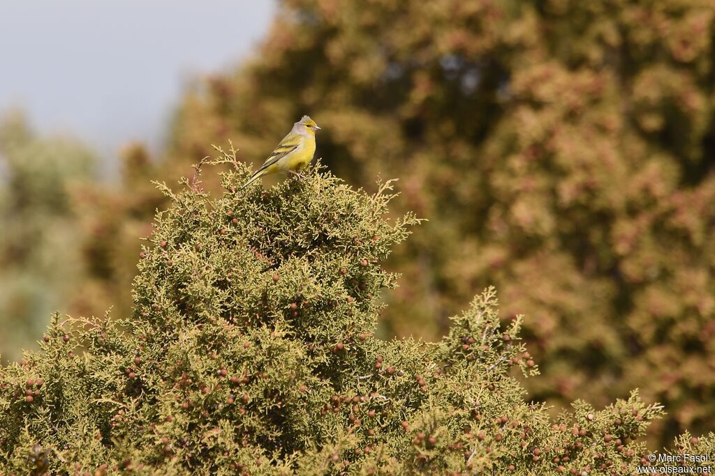 Citril Finch male adult post breeding, identification