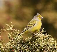 Citril Finch