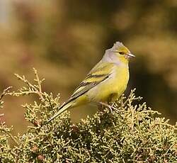 Venturon montagnard