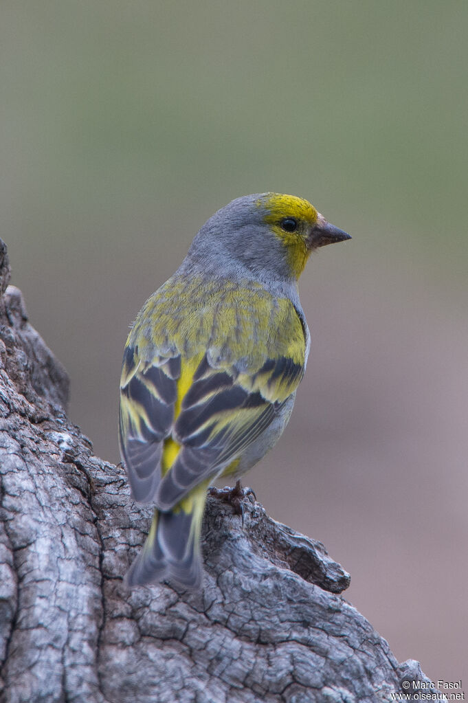 Citril Finch male adult breeding, identification