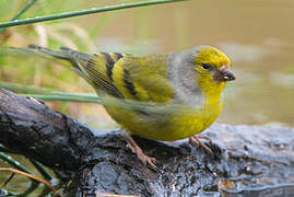 Citril Finch