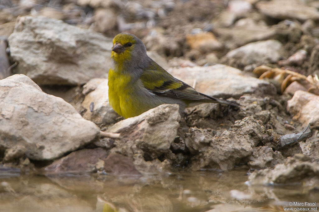 Citril Finch male adult breeding, identification, drinks