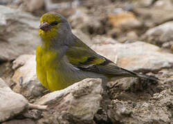 Citril Finch