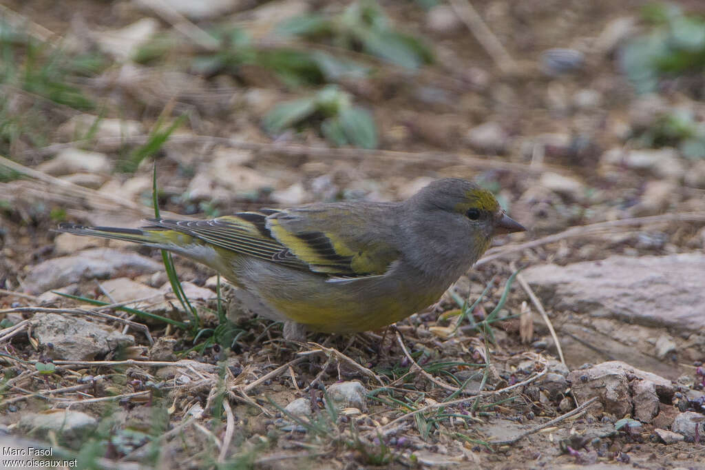 Venturon montagnard femelle adulte, identification