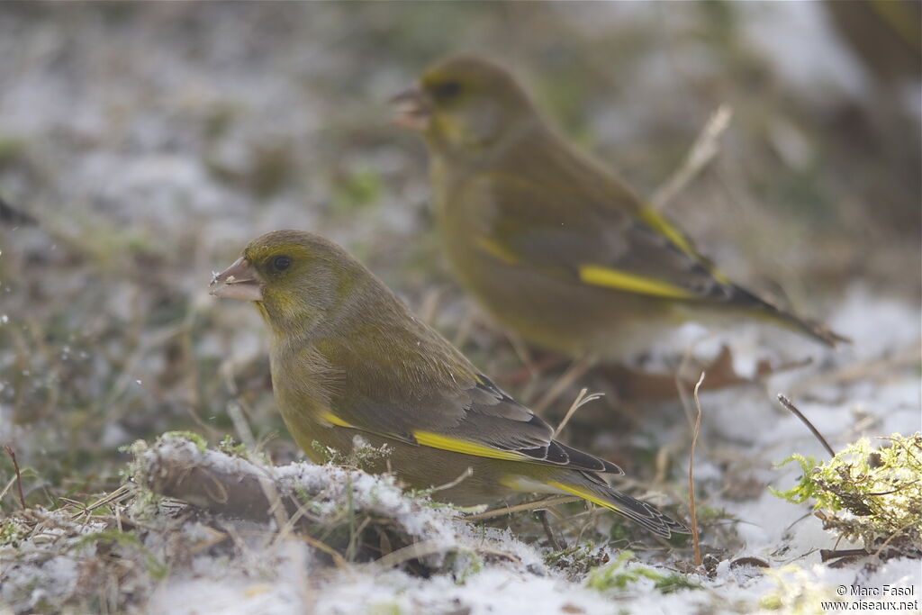 European Greenfinch female adult, identification, feeding habits