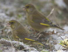 European Greenfinch