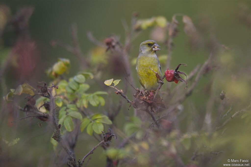 European Greenfinch male adult, identification, feeding habits, Behaviour